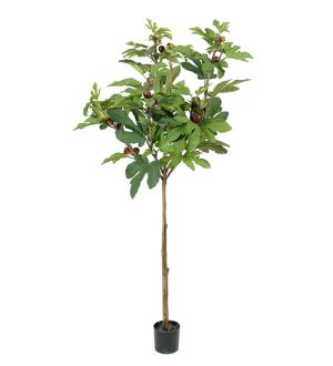 Mr Plant Fiken 150 cm 